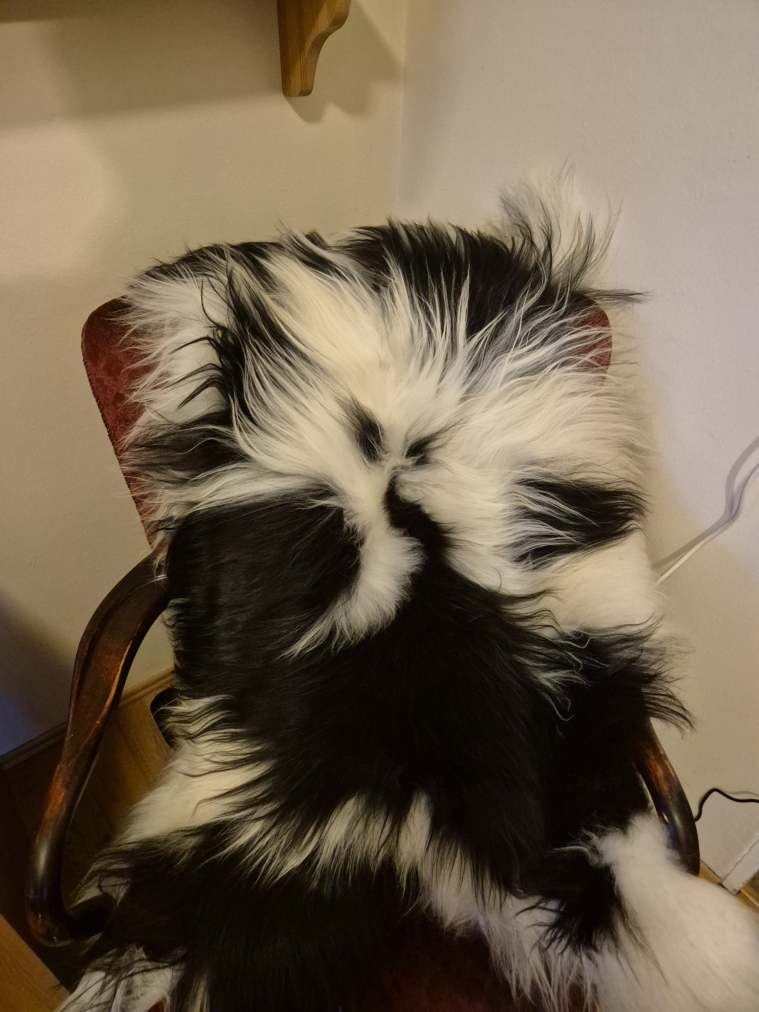 Flekkótt lambagæra langhára