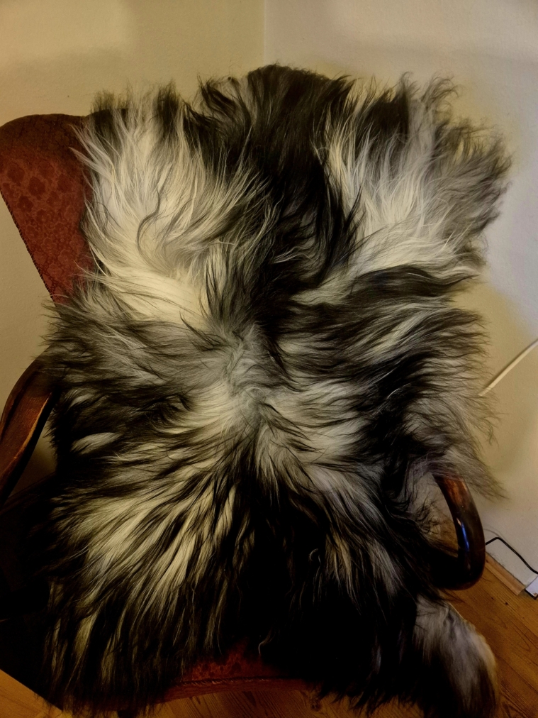 Grá lambagæra langhára