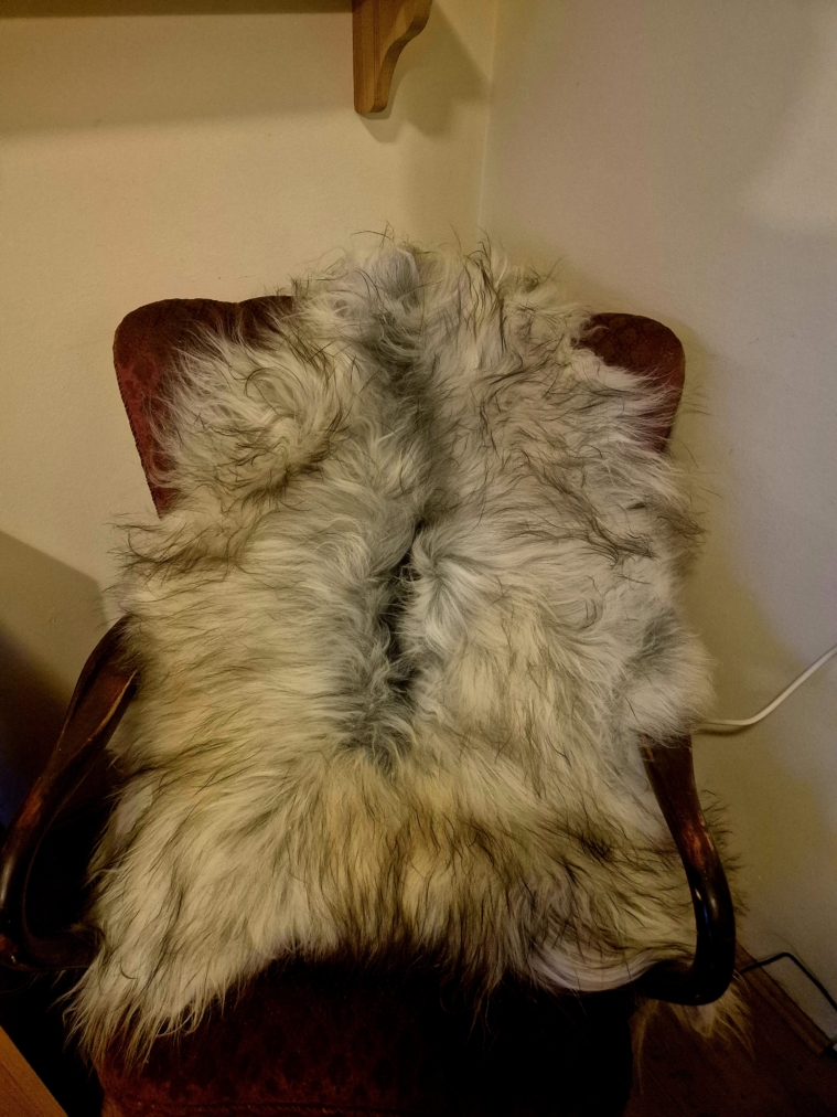 Grá lambagæra langhára