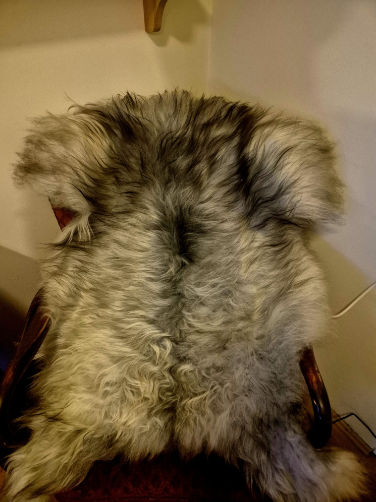 Grá lambagæra langhára