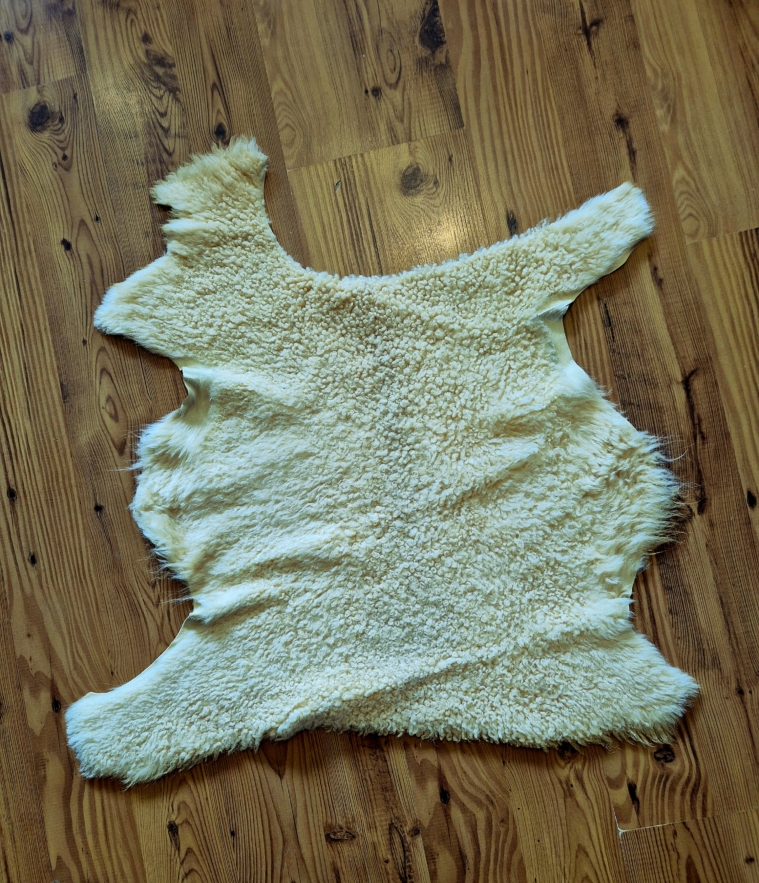 Lambagæra gölluð