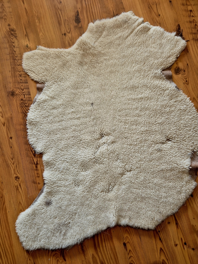 Lambagæra klippt lituð
