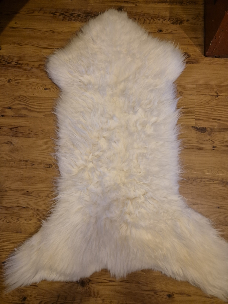 Lambagæra   gölluð